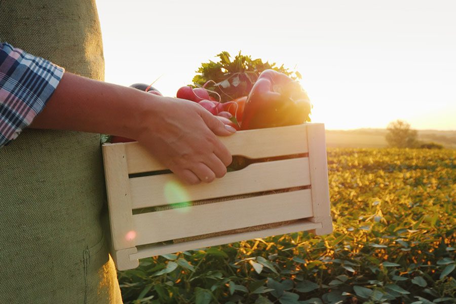 Specialized Business Insurance - View of Farmer Walking Through Field of Crops Carrying Wooden Crate with Fresh Vegetables at Sunset